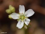 פרח טללית מריתית Drosera spatulata flower