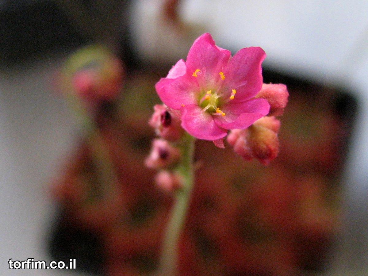 פרח טללית טוקיינסיס Drosera Tokaiensis flower