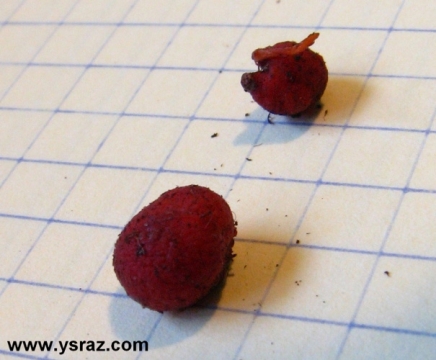 פקעות טללית פקעת D. Porrecta