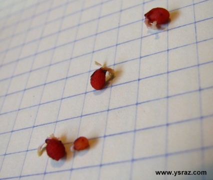 פקעות טללית פקעת D. Ramellosa