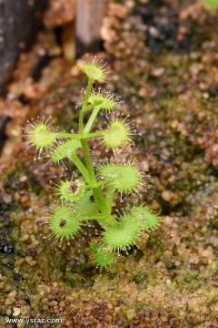 טללית פקעת D. stolonifera