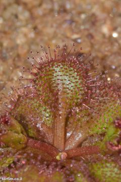 עלה טללית פקעת Drosera rupicola