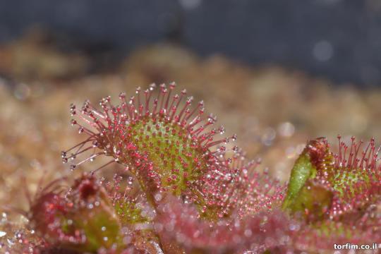 טללית פקעת Drosera rupicola