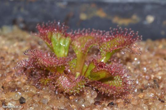טללית פקעת Drosera rupicola