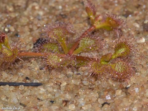 טללית פקעת Drosera rupicola מתחיל להוציא שלוחות