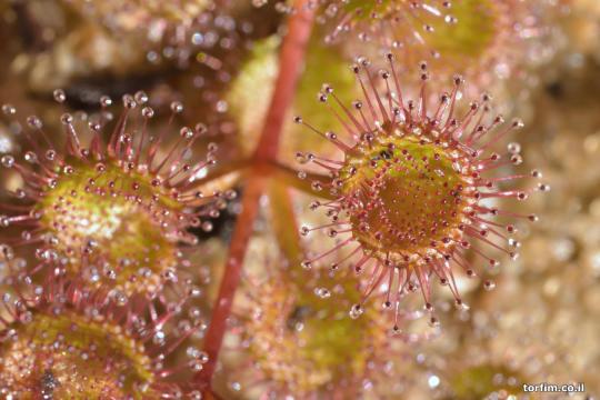 עלה טללית פקעת Drosera rupicola