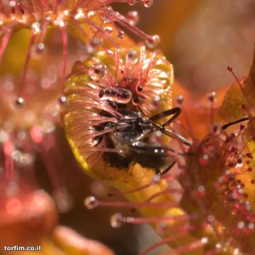 מלכודת טללית פקעת Drosera rupicola