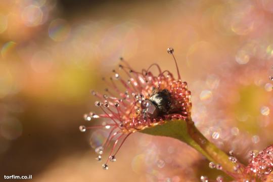 מלכודת טללית פקעת Drosera rupicola