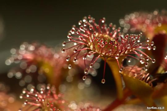 עלי טללית פקעת Drosera rupicola