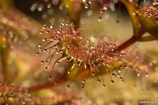 עלי טללית פקעת Drosera rupicola