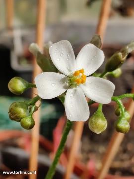 פרח טללית פקעת D. stolonifera