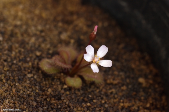 פריחת טללית פקעת D. Browniana