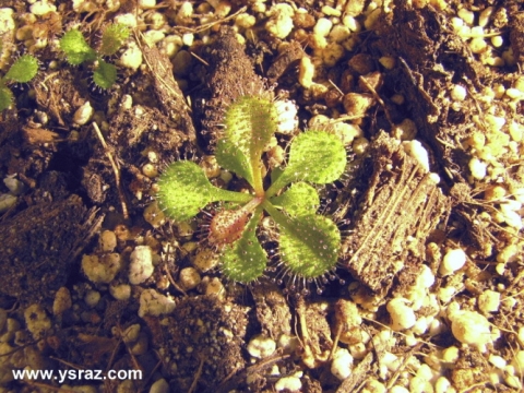 טללית פקעת D. Browniana