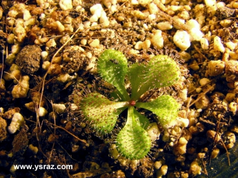 טללית פקעת D. Browniana