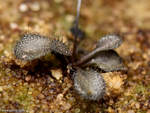 טללית פקעת D. Browniana בתרדמת