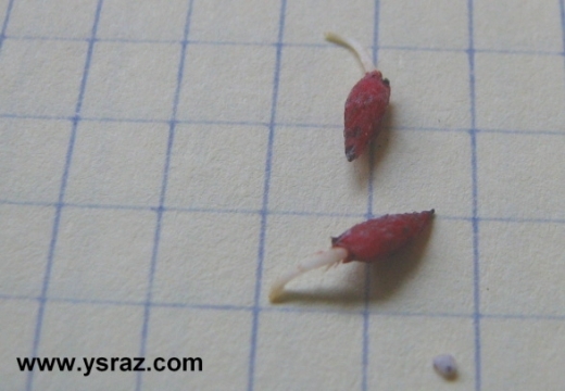 פקעות טללית פקעת D. Browniana