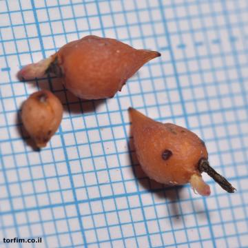 פקעות טלליות פקעת D. aberrans