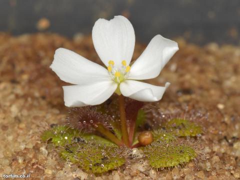 פרח טלליות פקעת D. aberrans