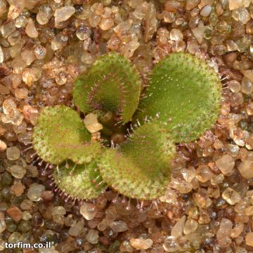 טללית פקעת D. Browniana יוצאת מתרדמת