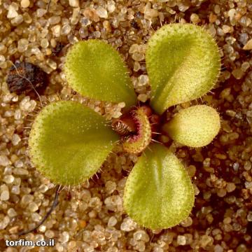 טללית פקעת D. Browniana