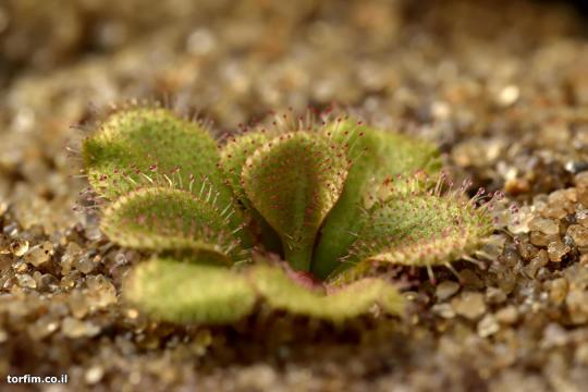 טללית פקעת D. Browniana
