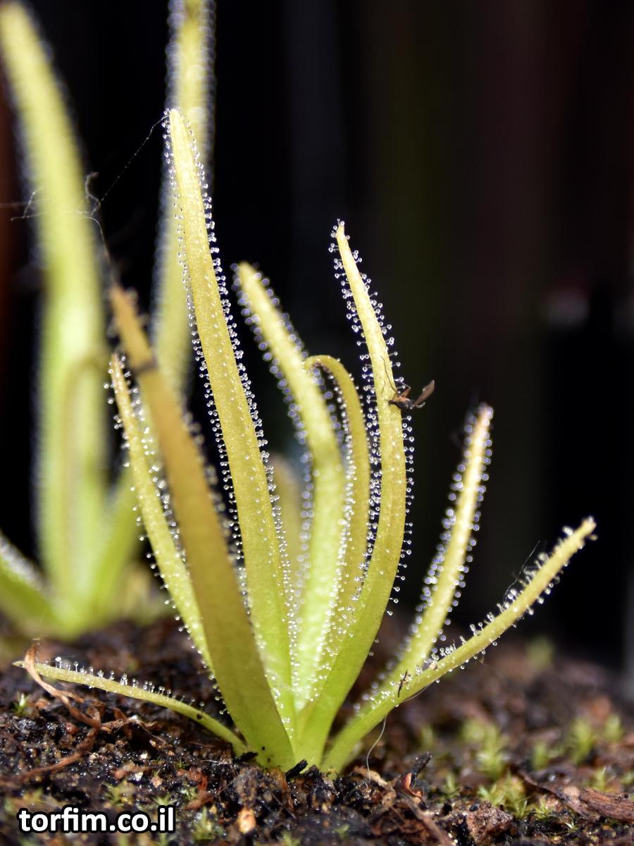 חמאית היברידית Pinguicula medusiana x moctezuma