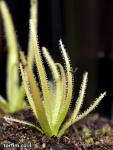 חמאית היברידית Pinguicula medusiana x moctezuma