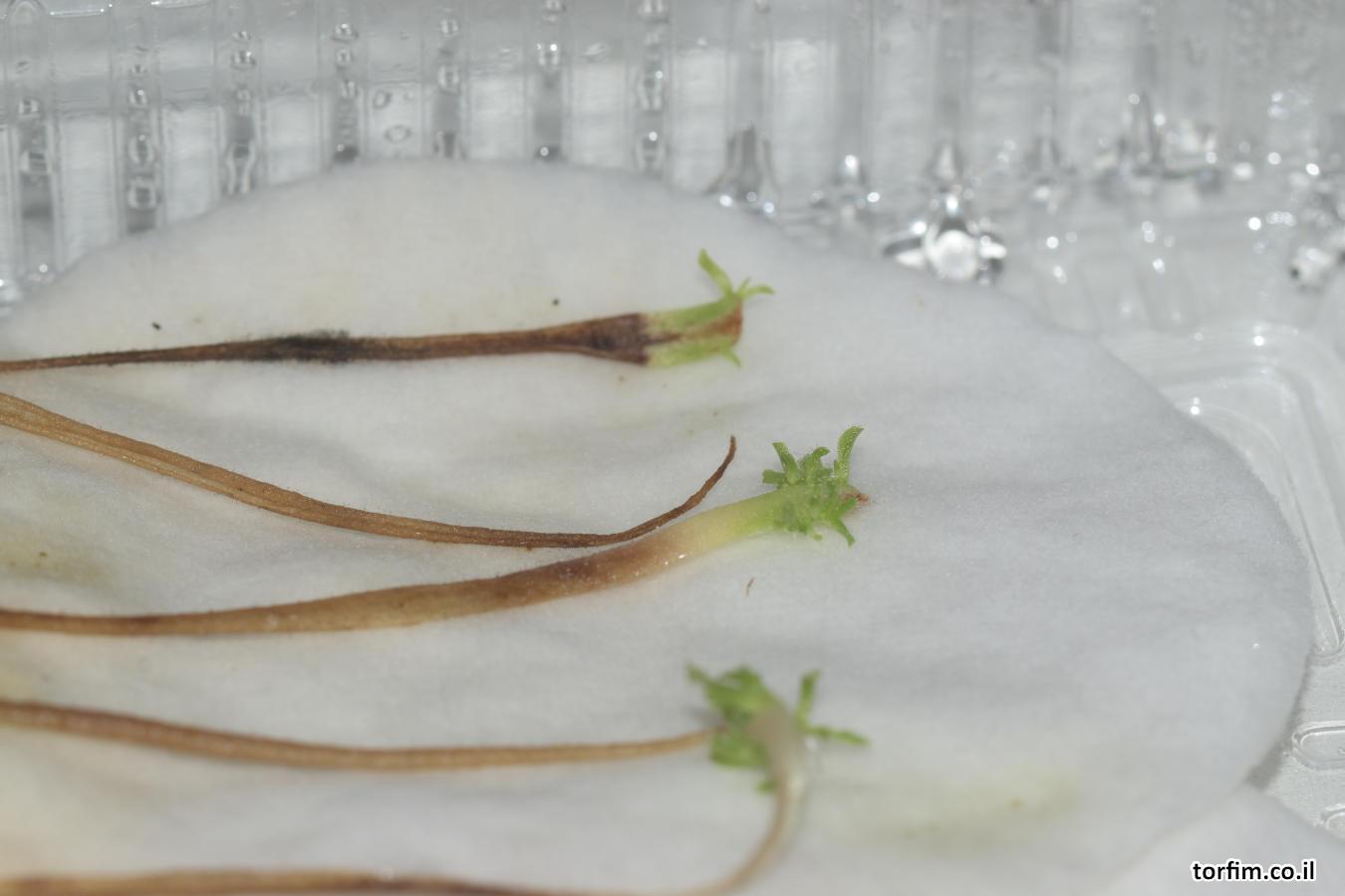 חמאית היברידית Pinguicula medusiana x moctezuma