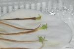חמאית היברידית Pinguicula medusiana x moctezuma