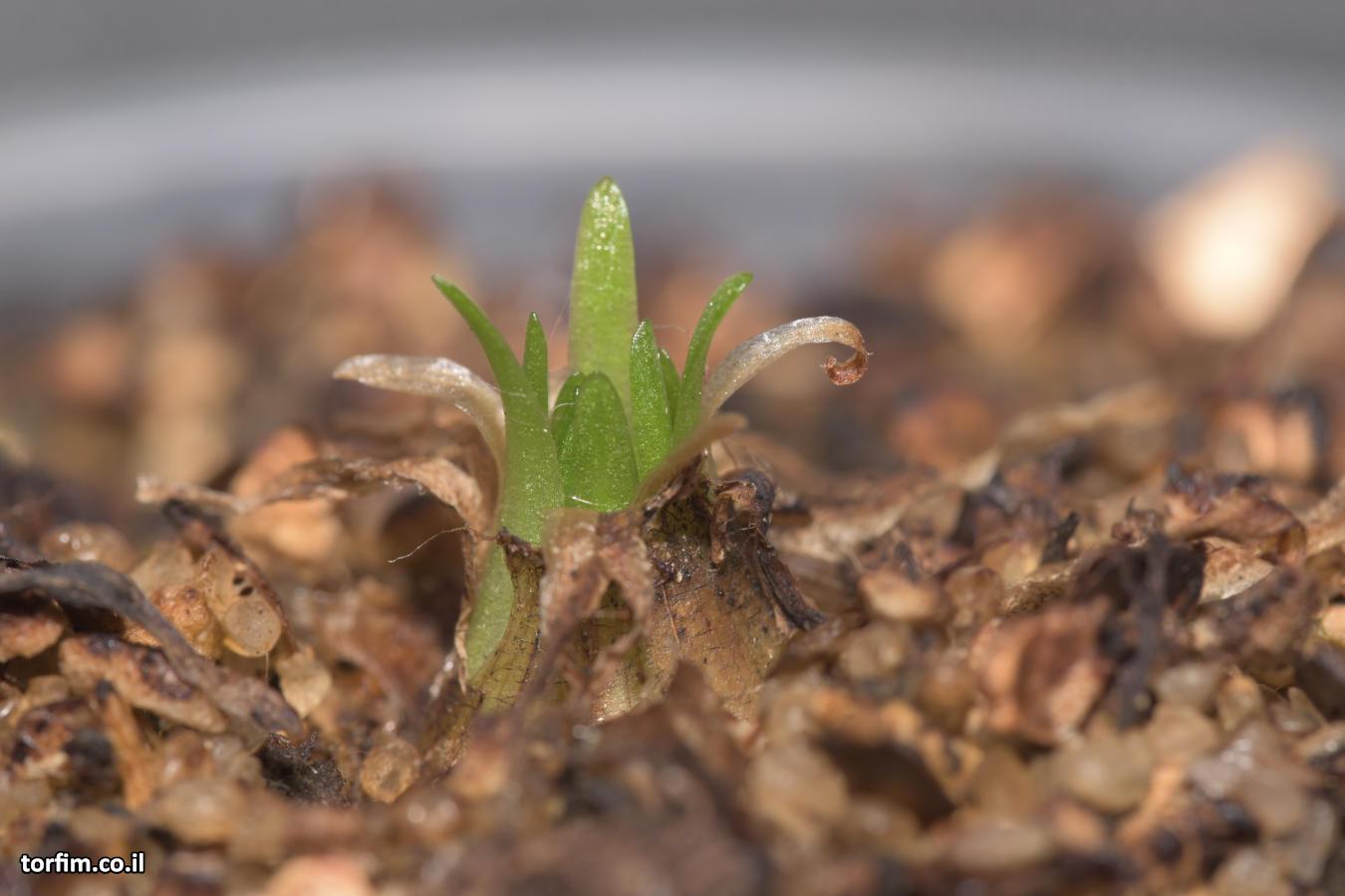חמאית היברידית Pinguicula medusiana x moctezuma