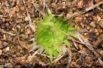 חמאית היברידית Pinguicula medusiana x moctezuma