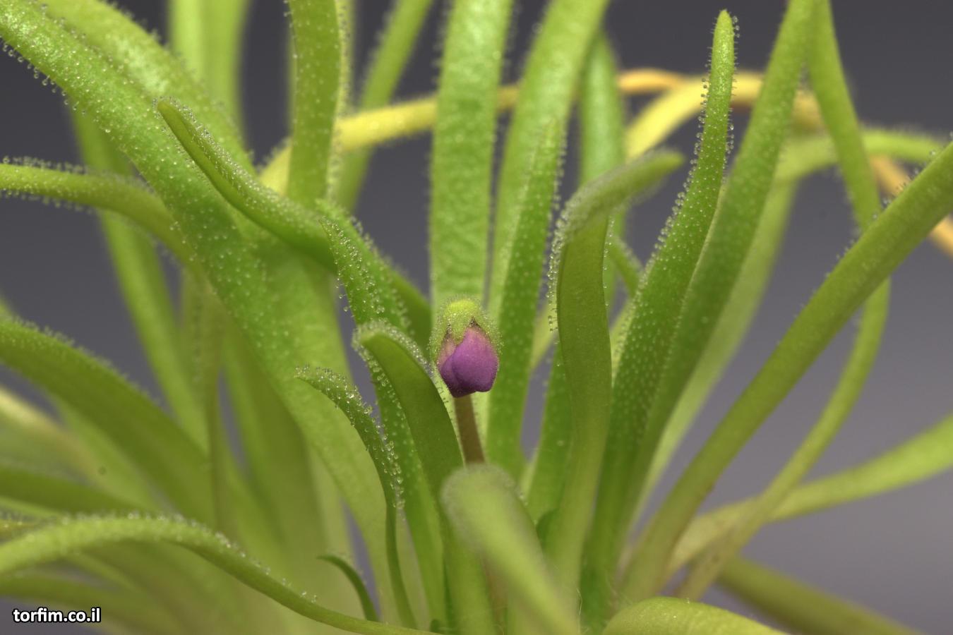 חמאית היברידית Pinguicula medusiana x moctezuma