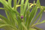 חמאית היברידית Pinguicula medusiana x moctezuma