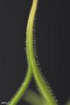 חמאית היברידית Pinguicula medusiana x moctezuma