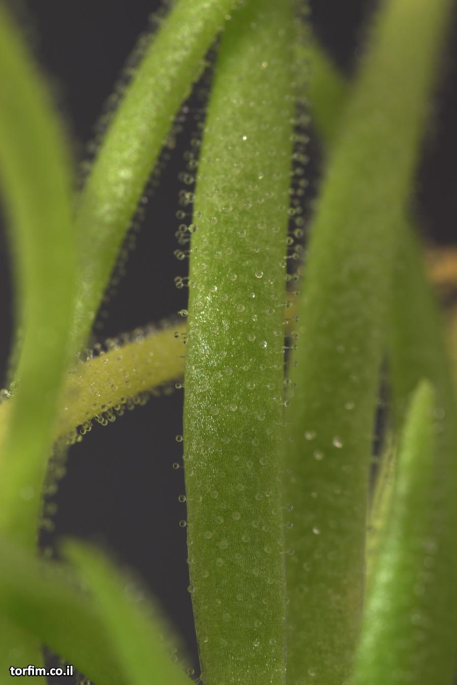 חמאית היברידית Pinguicula medusiana x moctezuma
