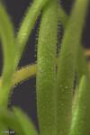 חמאית היברידית Pinguicula medusiana x moctezuma