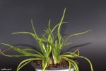 חמאית היברידית Pinguicula medusiana x moctezuma