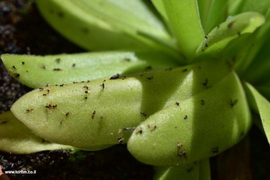 מלכודת חמאית Pinguicula gigantea x moctezuma