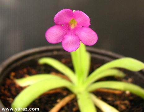 פריחת חמאית Pinguicula gigantea x moctezuma