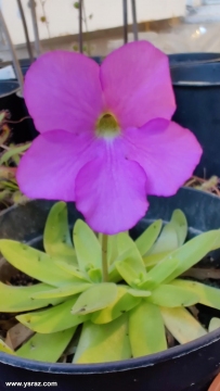 פריחת חמאית Pinguicula gigantea x moctezuma