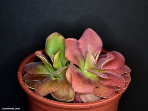 חמאית ווסר Pinguicula 'Weser' – ehlersiae x moranensis