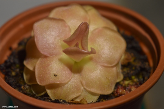 חמאית ווסר Pinguicula 'Weser' – ehlersiae x moranensis