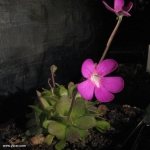 פרח חמאית ווסר Pinguicula \'Weser\' – ehlersiae x moranensis