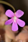 פרח חמאית ווסר Pinguicula 'Weser' – ehlersiae x moranensis