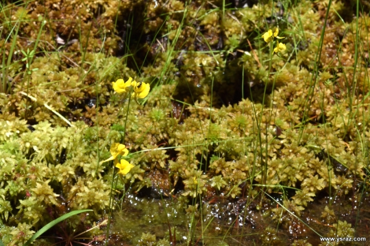 נאדיד קורנוטה (מקורנן) Utricularia cornuta