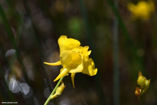 פריחת נאדיד קורנוטה (מקורנן) Utricularia cornuta