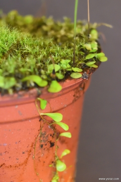 עלי נאדיד Utricularia livida