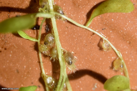 מלכודות נאדיד Utricularia livida