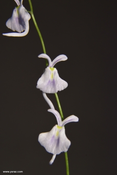 פריחת נאדיד סנדרסוני Utricularia sandersonii