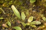 נאדיד פרלונגה Utricularia praelonga